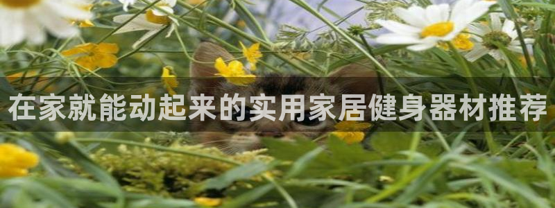 尊龙D88现金旧版：在家就能动起来的实用家居健身器材